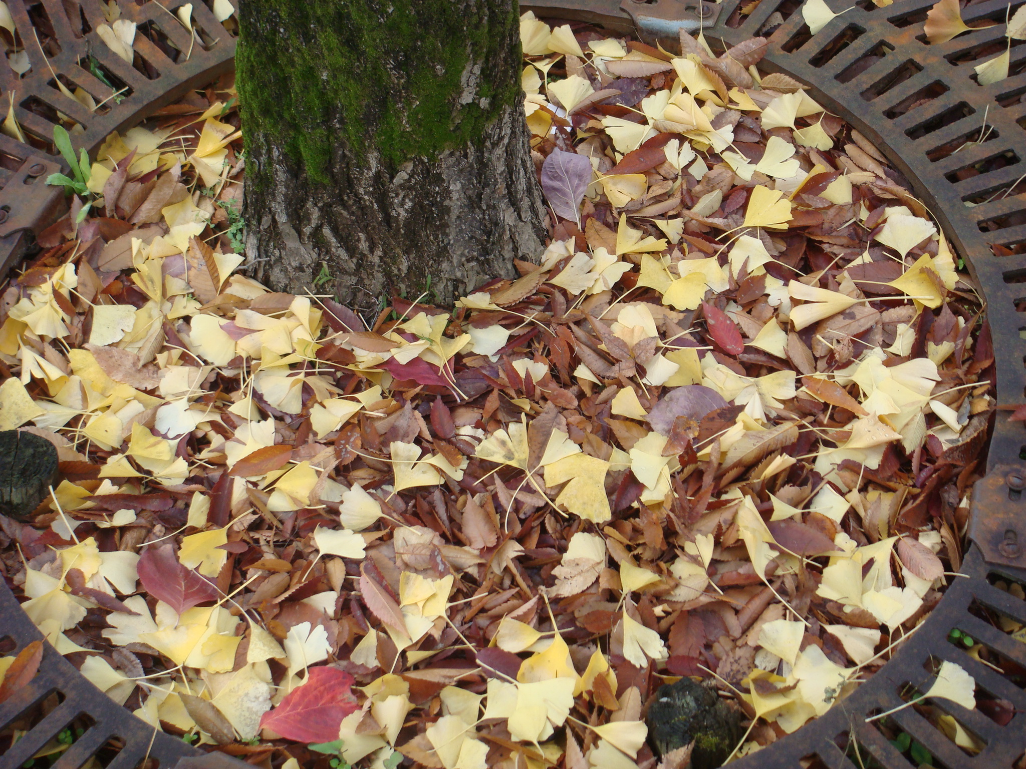 Leaves.